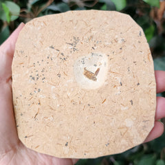 Fossil Bug, B (Brazil)
