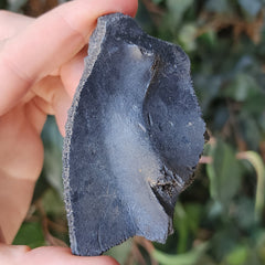 Turtle Shell Fossil, D