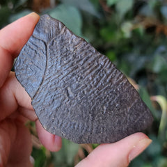 Turtle Shell Fossil, E