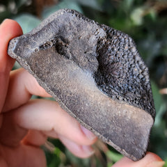 Turtle Shell Fossil, E