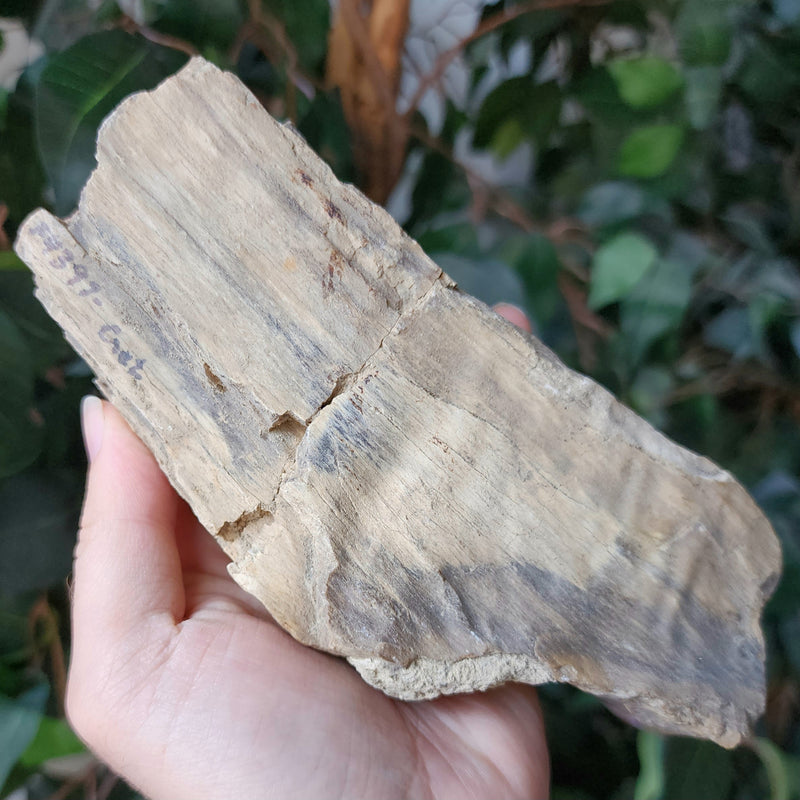 Fossil Wood O, Alberta (Ex-Museum)