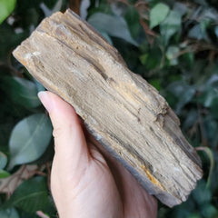 Fossil Wood P, Alberta (Ex-Museum)