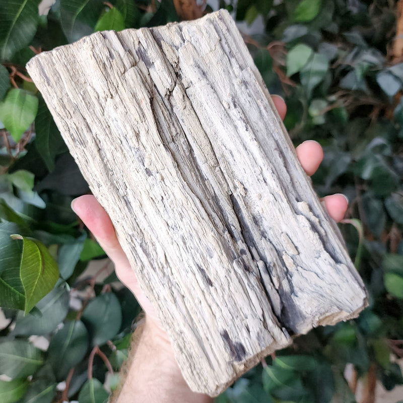 Fossil Wood Q, Alberta (Ex-Museum)