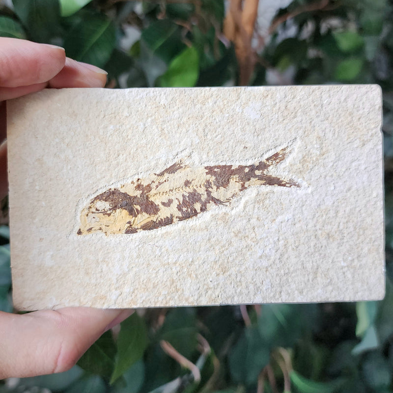 Fossil Knightia Fish, F