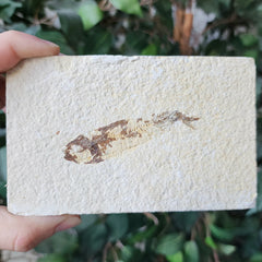 Fossil Knightia Fish, G