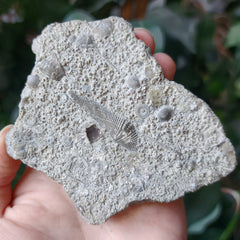 Fossil Shell & Seabed, B (Ontario)