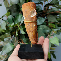 Spinosaurus Dinosaur Tooth XXL, L (4