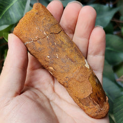 Spinosaurus Dinosaur Tooth XXL, L (4