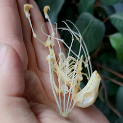 Long-Tongued Nectar Bat Skeleton (Hanging)