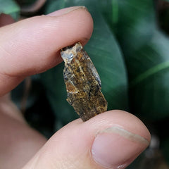 Tyrannosaurus Rex Tooth B (.75