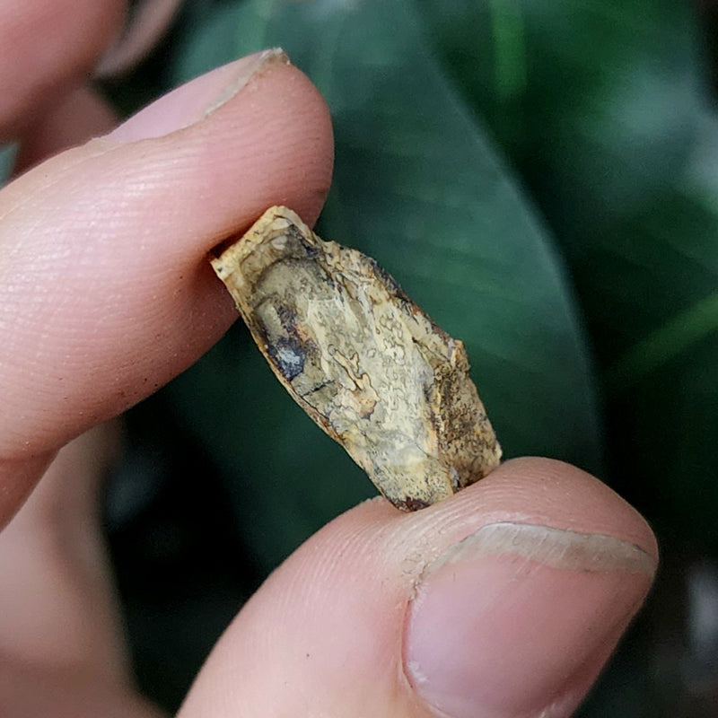 Tyrannosaurus Rex Tooth B (.75")