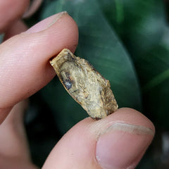Tyrannosaurus Rex Tooth B (.75