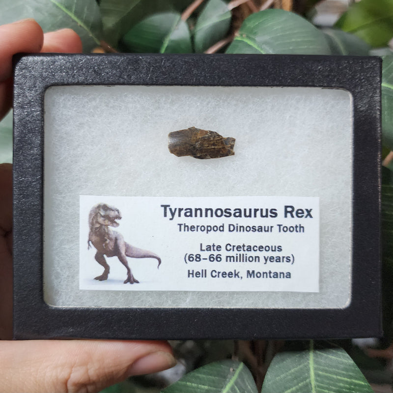 Tyrannosaurus Rex Tooth B (.75")