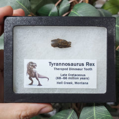 Tyrannosaurus Rex Tooth B (.75