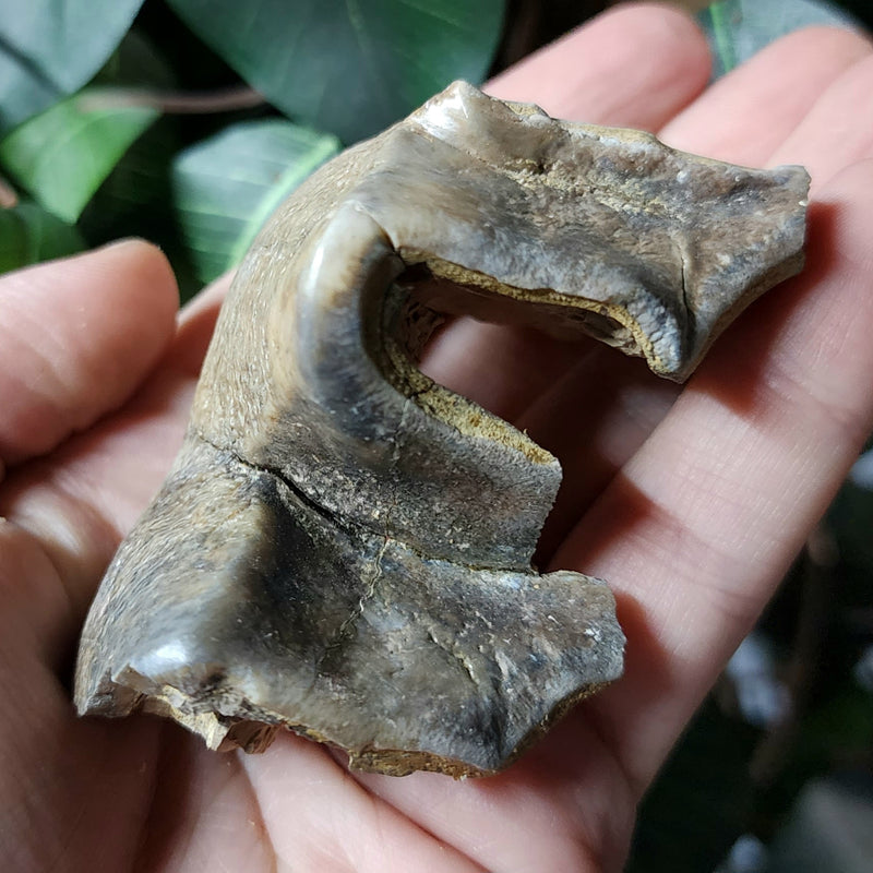 Mastodon Fossil Tooth Fragment E