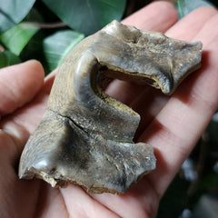 Mastodon Fossil Tooth Fragment E