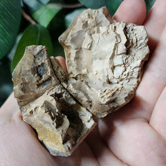 Mastodon Fossil Tooth Fragment E