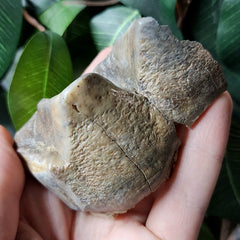 Mastodon Fossil Tooth Fragment E
