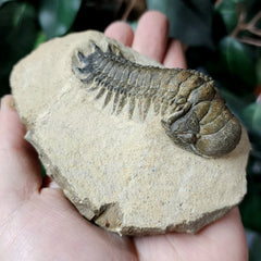 Reedops Trilobite Fossil, E