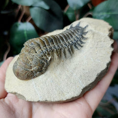 Reedops Trilobite Fossil, E