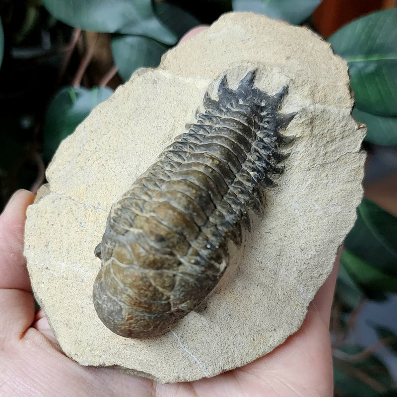 Reedops Trilobite Fossil, E