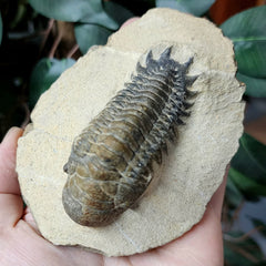 Reedops Trilobite Fossil, E