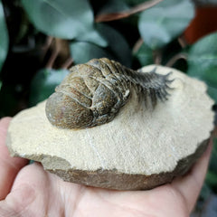 Reedops Trilobite Fossil, E