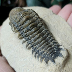 Reedops Trilobite Fossil, E