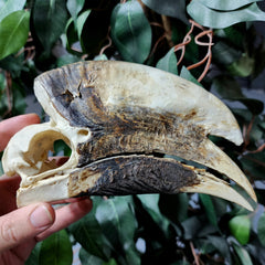 White-Thighed Hornbill Skulls, Male