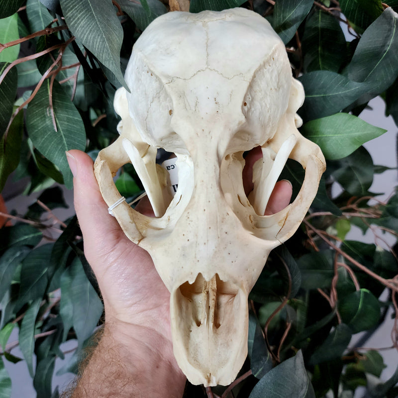 Harp Seal Skull (Ex-Museum)