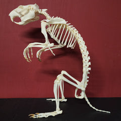 Groundhog Skeleton