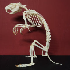 Groundhog Skeleton