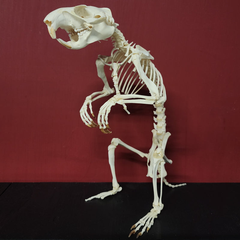 Groundhog Skeleton