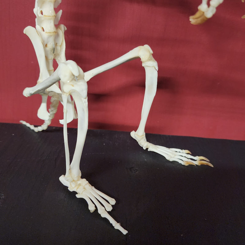 Groundhog Skeleton