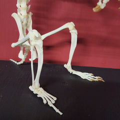 Groundhog Skeleton