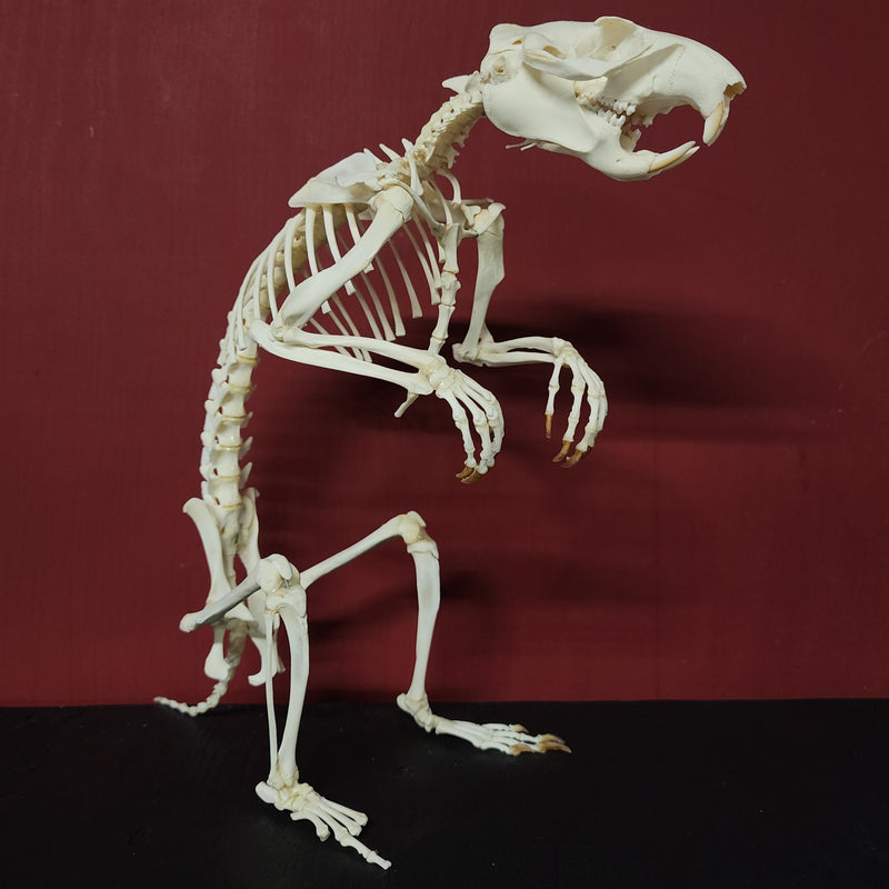 Groundhog Skeleton