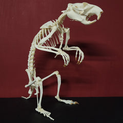 Groundhog Skeleton