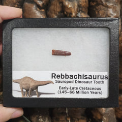 Rebbachisaurus Dinosaur Tooth B