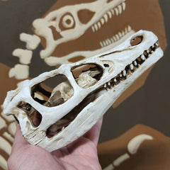 Velociraptor Dinosaur Skull Replica