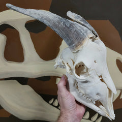 Goat Skull, H