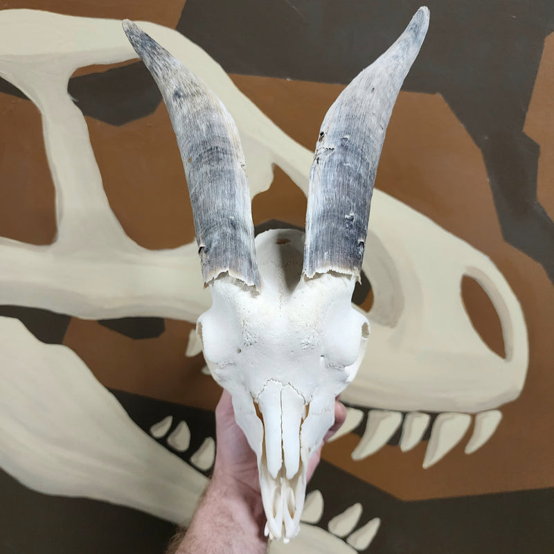 Goat Skull, I