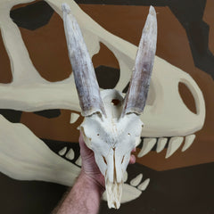 Goat Skull, L