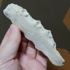 Human Sternum