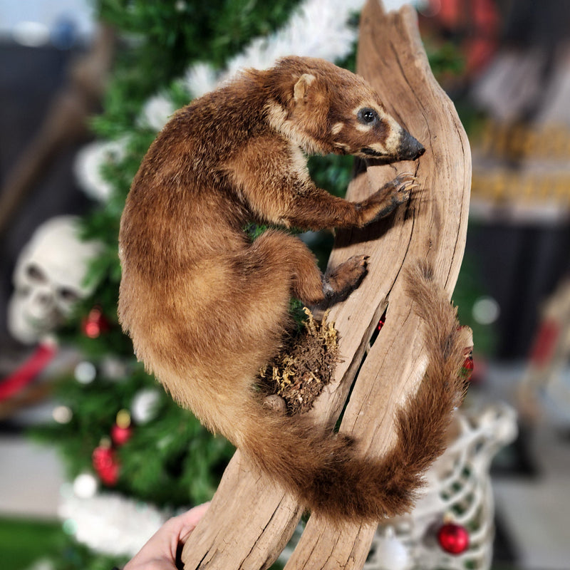 Coatimundi Taxidermy Wallmount