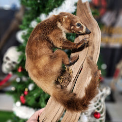 Coatimundi Taxidermy Wallmount