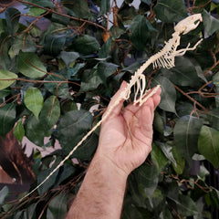 Ricefield Rat Skeleton