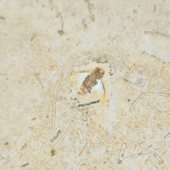 Fossil Insect, E (Brazil)