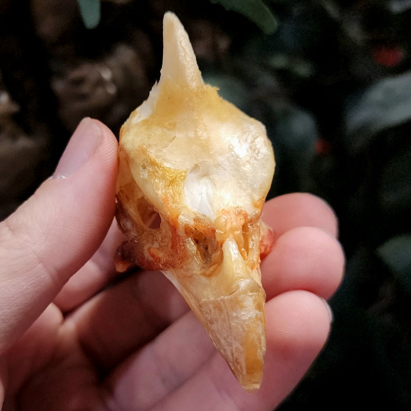 Helmeted Guineafowl Skull