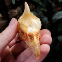 Helmeted Guineafowl Skull