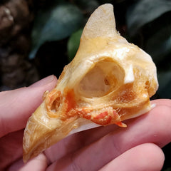 Helmeted Guineafowl Skull